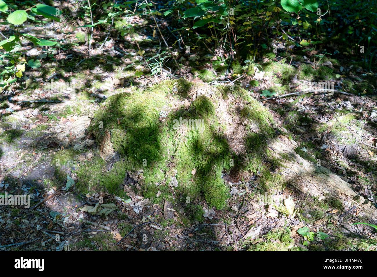Luce screziata su un vecchio ceppo d'albero coperto di muschio sul suolo della foresta Foto Stock