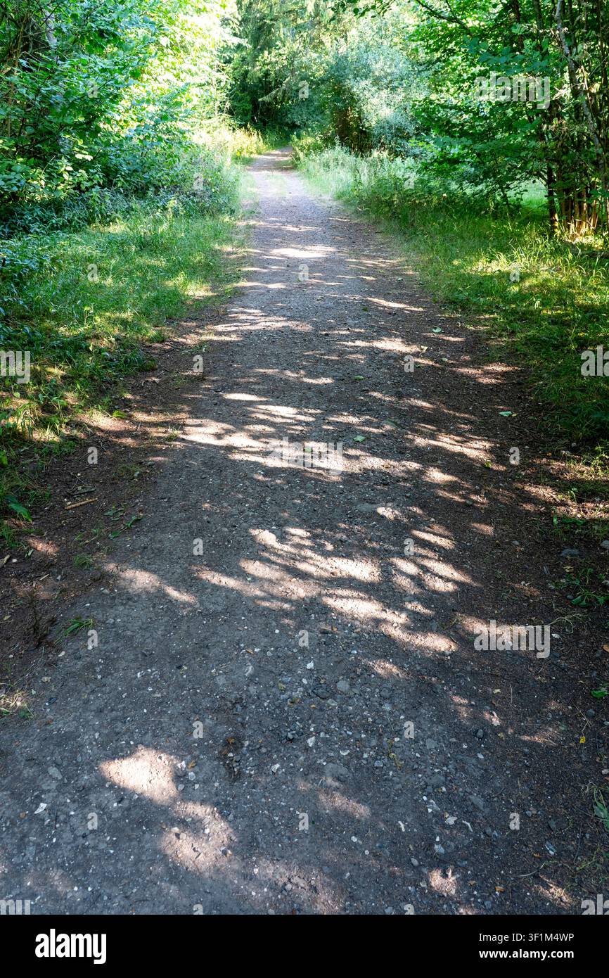 Pezzata luce del sole su un sentiero di bosco Foto Stock