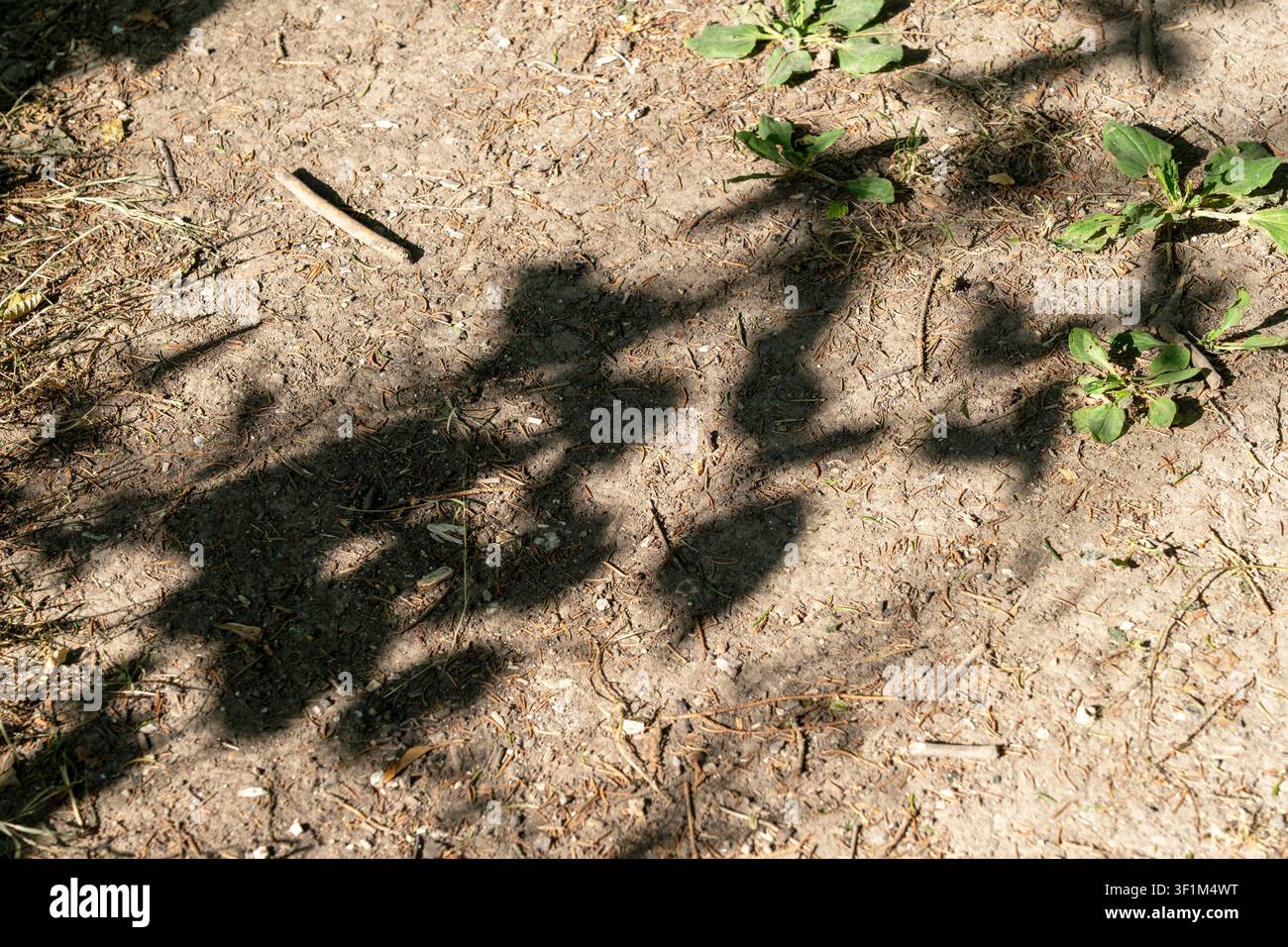 Ombre di foglie sul terreno della foresta alla luce del sole Foto Stock