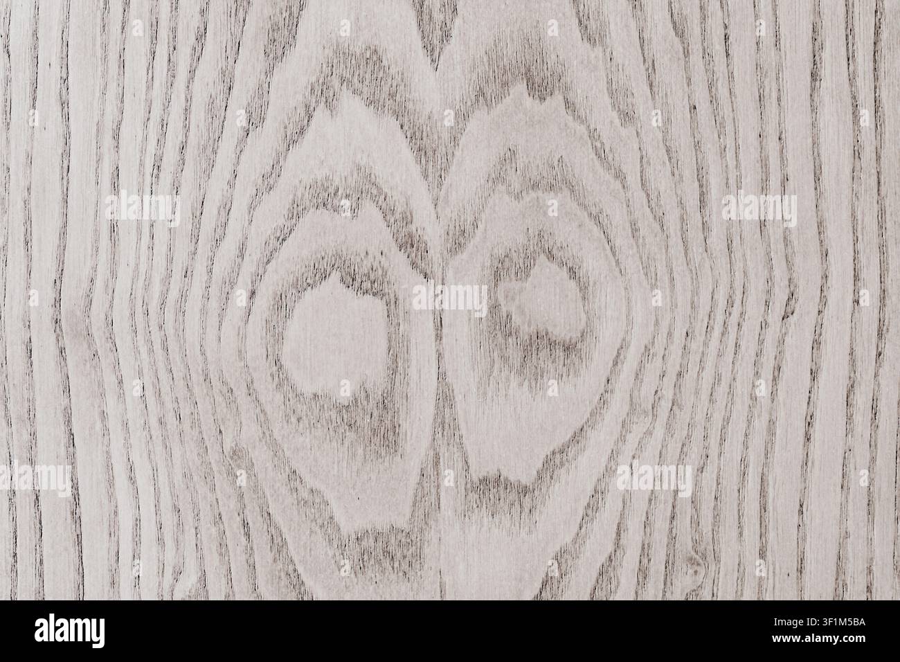 Testura di sfondo a cornice intera di una tavola di legno di quercia naturale grigio chiaro con un bellissimo motivo a grana simmetrica e nodi visibili su una superficie lucida Foto Stock