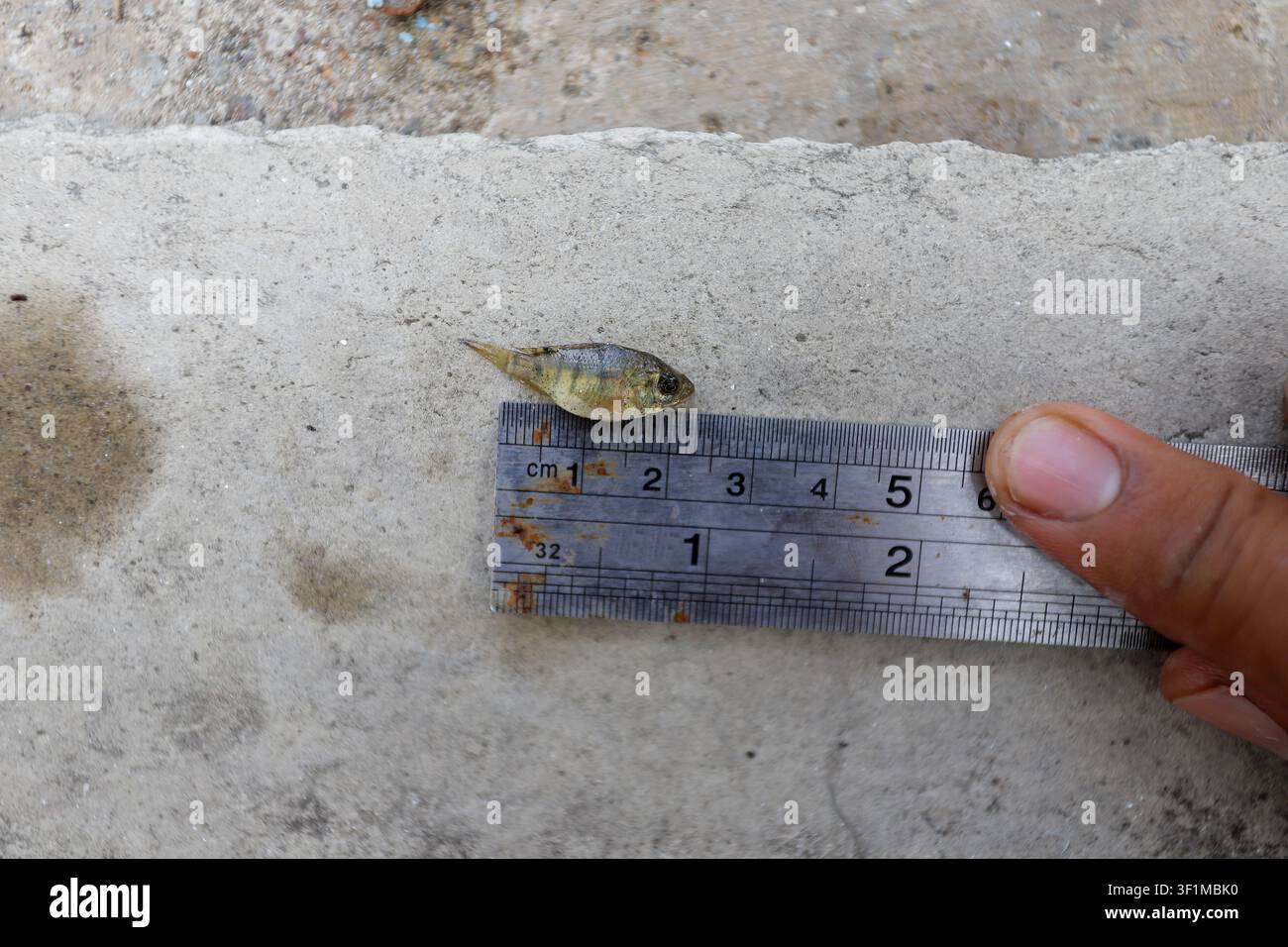 Misura della lunghezza dei fingerling di tilapia per la ricerca in acquacoltura – Monitoraggio della crescita dei pesci e controllo qualità dell'allevamento Foto Stock