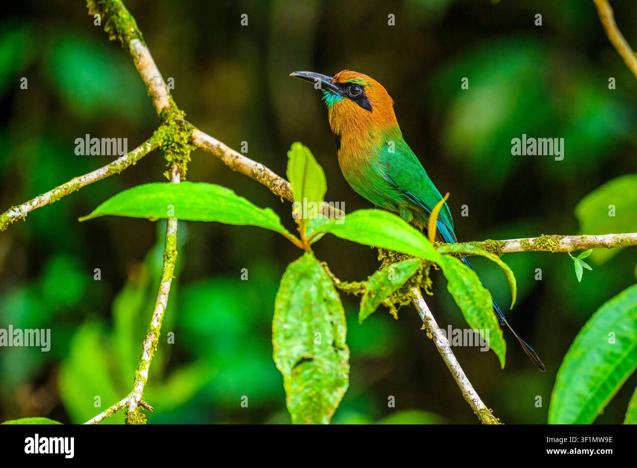 Motmot dal becco largo (Electron platyrhynchum), Laguna del Lagarto, Boca Tapada di San Carlos de Alajuela, Costa Rica Foto Stock
