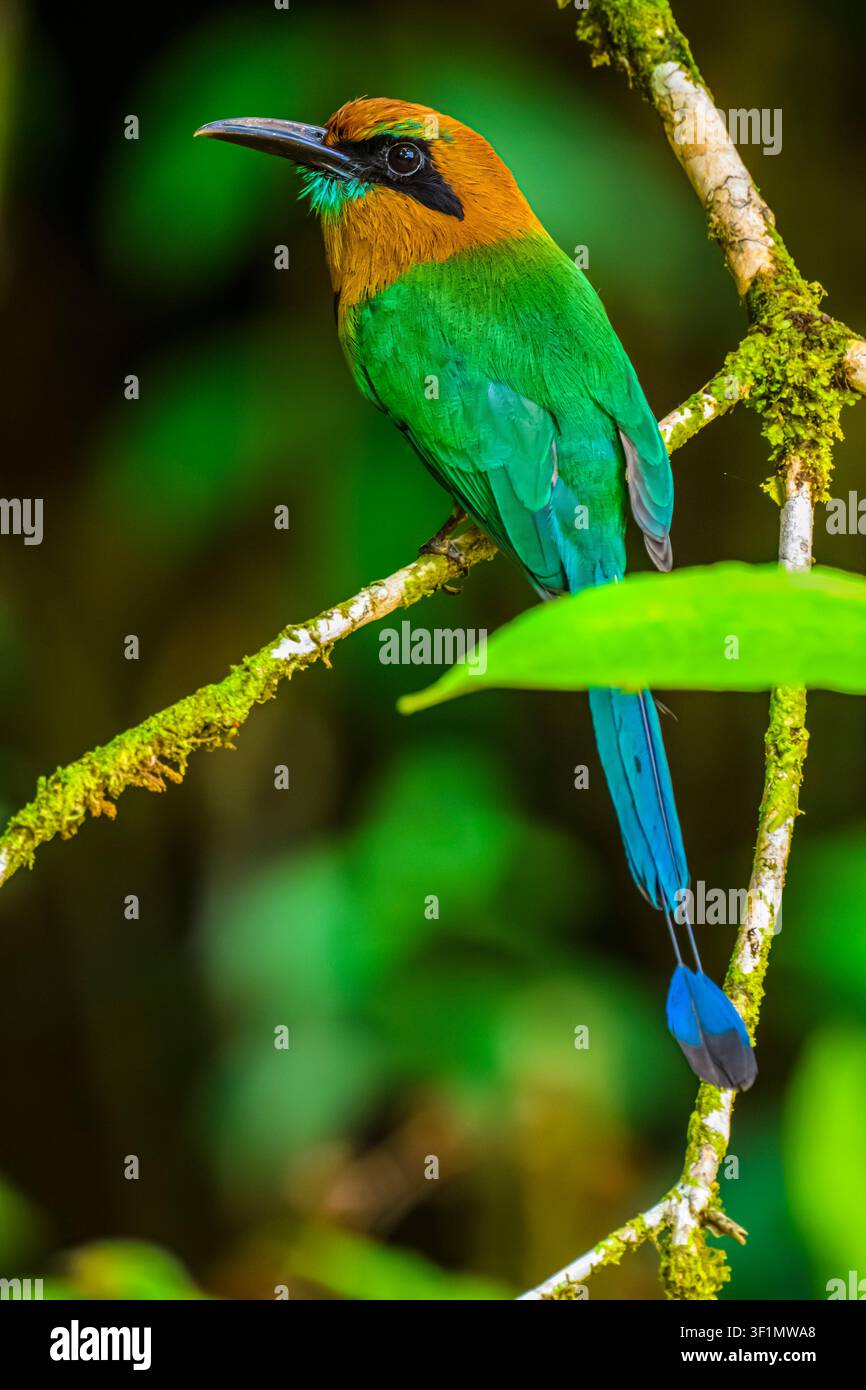 Motmot dal becco largo (Electron platyrhynchum), Laguna del Lagarto, Boca Tapada di San Carlos de Alajuela, Costa Rica Foto Stock