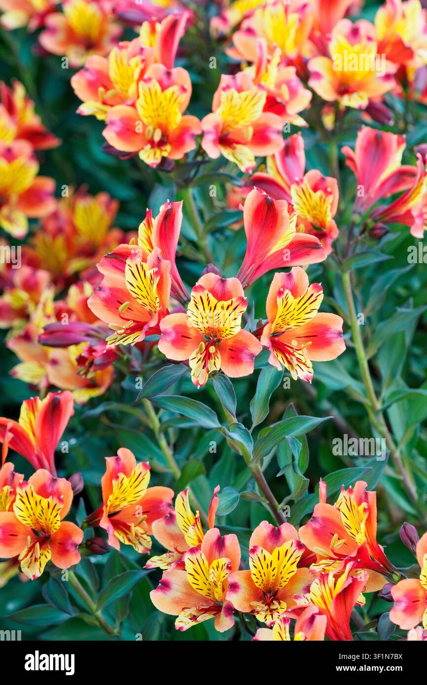 Alstroemeria 'S. Par. Indian Summer' Foto Stock