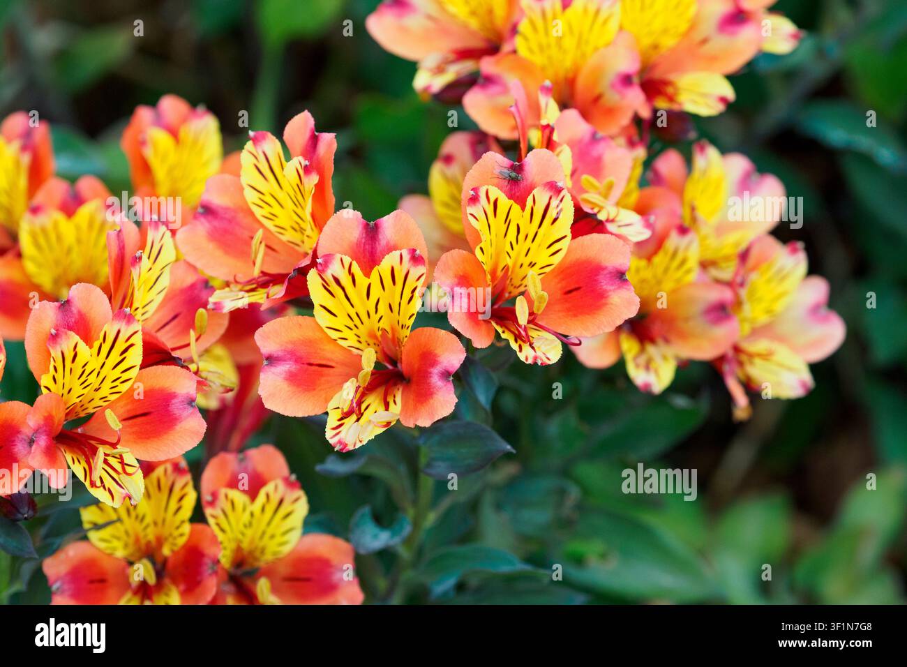 Alstroemeria 'S. Par. Indian Summer' Foto Stock