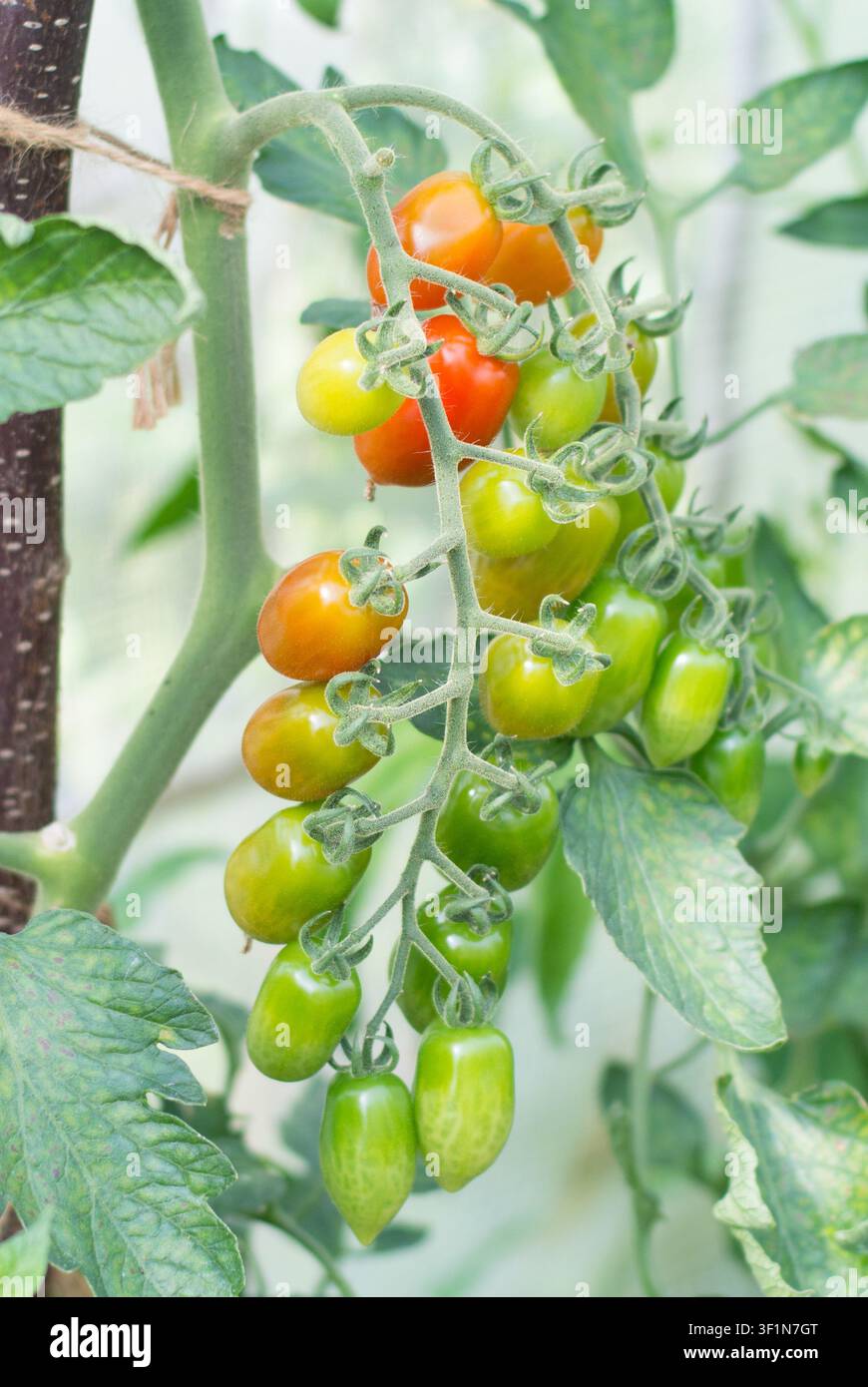 Pomodori che maturano sulla vite, Foto Stock