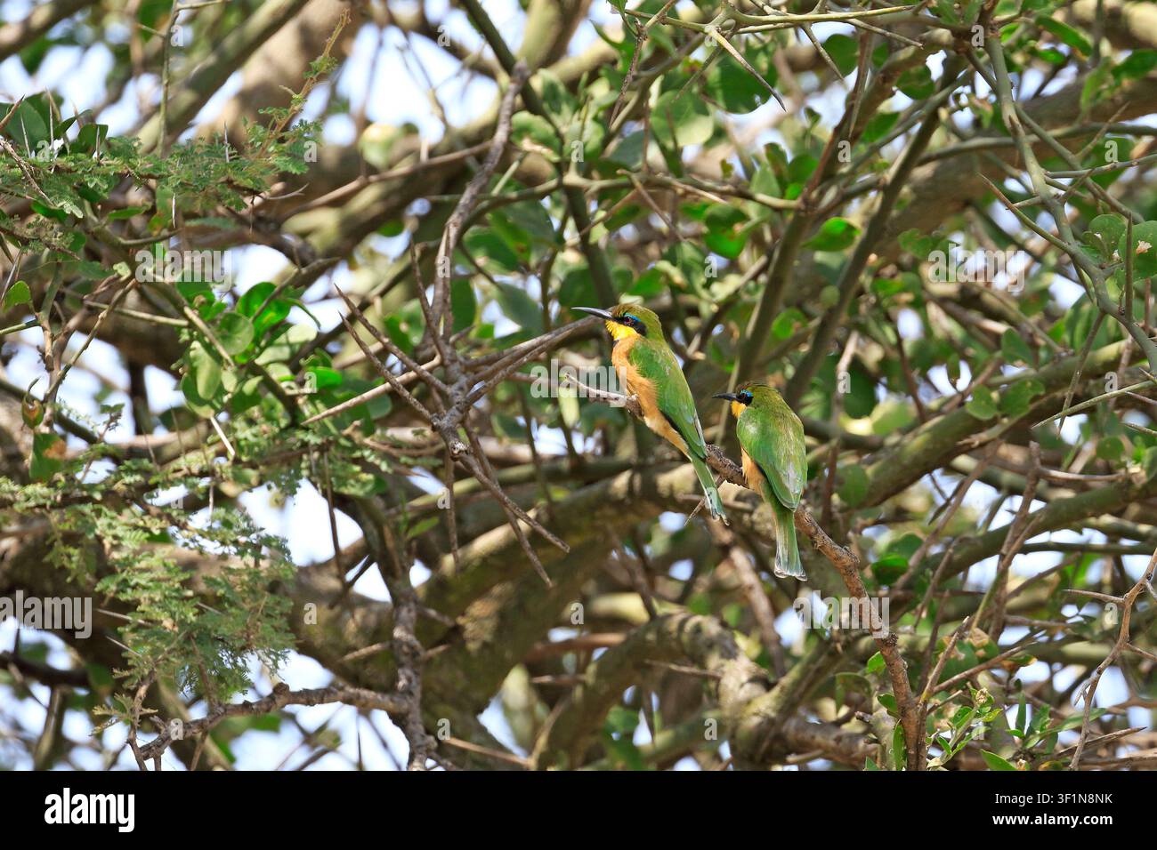 Coppia di Upupa nana, Merops pusillus nel Parco Nazionale del Serengeti, valle di Seronera, Tanzania, Africa Orientale. Foto Stock