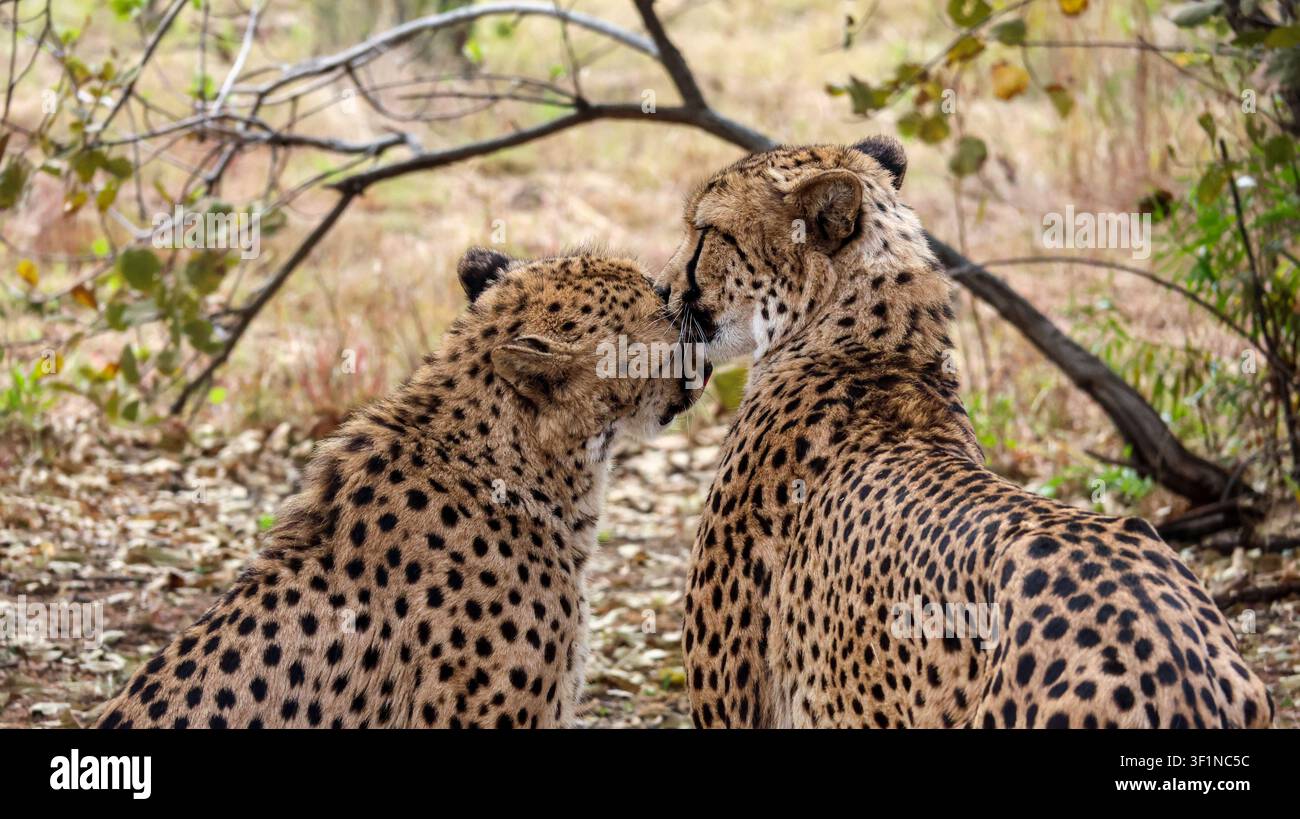 Una coppia di ghepardi che si coccolano e si accudiscono a vicenda nel sudafrica Foto Stock