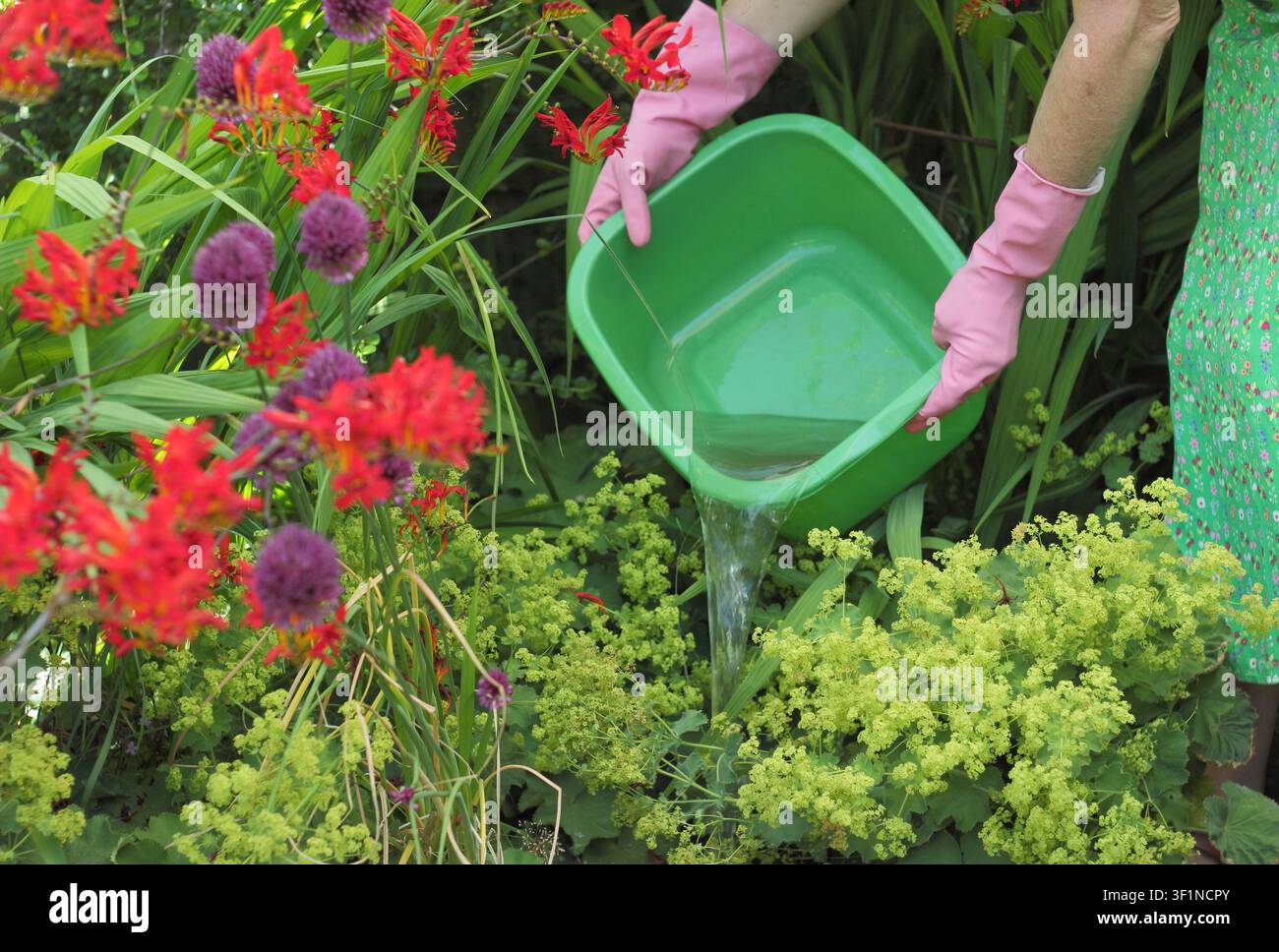 Acqua grigia. Riciclaggio dell'acqua di lavaggio per irrigare i fiori del giardino durante un lungo periodo secco e caldo in estate. UK Foto Stock
