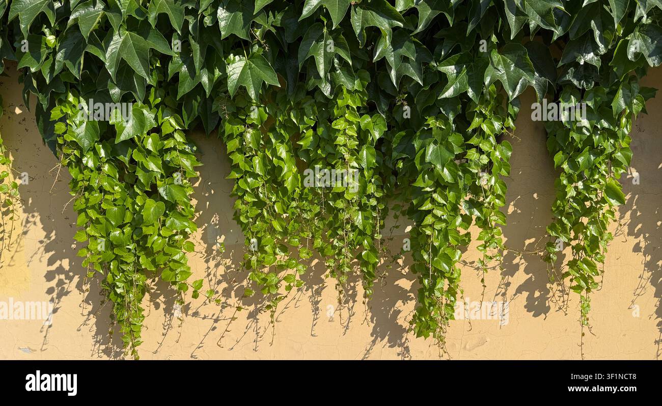 Lussureggianti foglie di edera verde che pendono da un muro alla luce del sole splendente. - Immagine stock catturata con smartphone