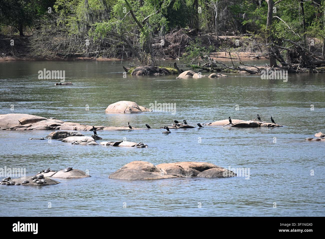 Cormorani che riposano su rocce di granito in un fiume della Carolina del Sud Foto Stock