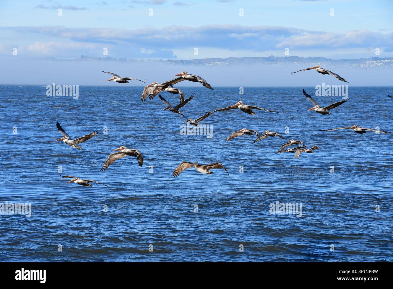 Pelicani che volano insieme attraverso un cielo costiero pallido Foto Stock