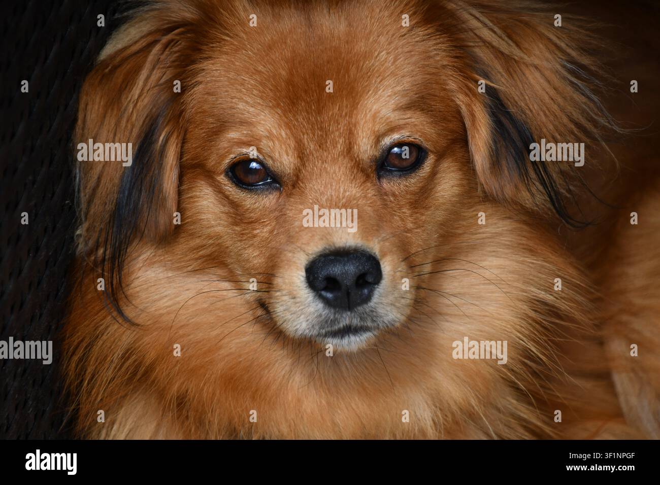 Cane domestico marrone che guarda direttamente la telecamera in un ritratto in primo piano Foto Stock