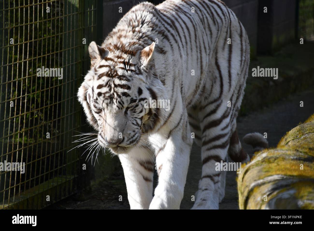 Tigre bianco in piedi in un recinto recintato con sfondo scuro Foto Stock