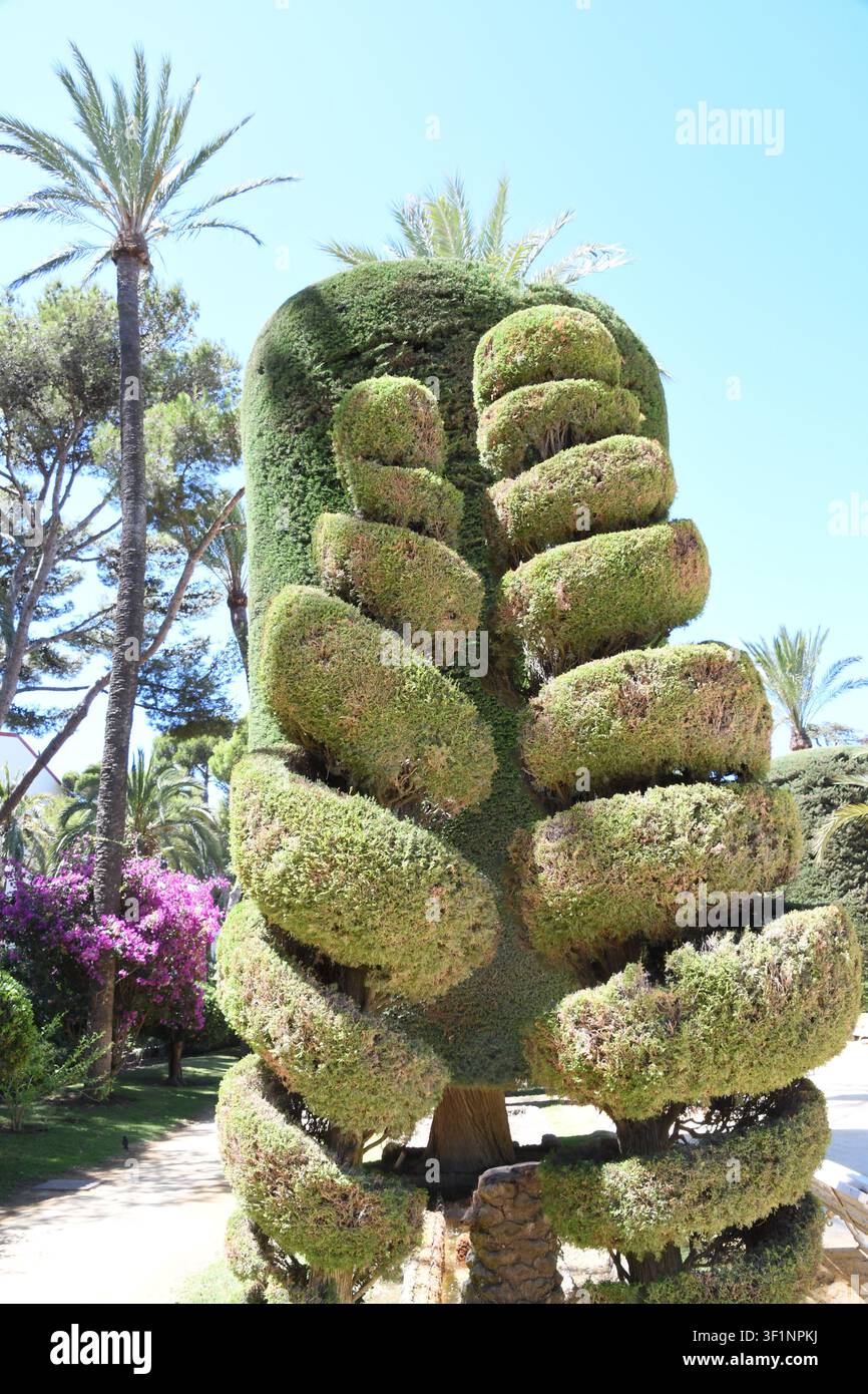 Topiaria geometrica sempreverde tagliata in forme rotonde a strati in un giardino Foto Stock