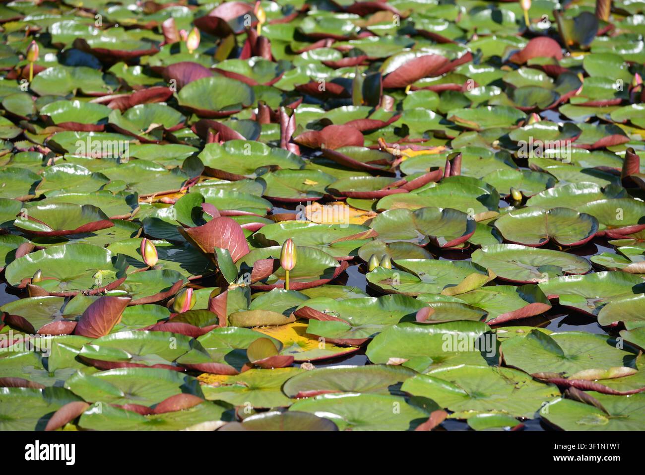 Una texture in primo piano di foglie di nymphaea (ninfee) verdi e rotonde che galleggiano sulla superficie scura di uno stagno o di un lago fermo in estate. Foto Stock