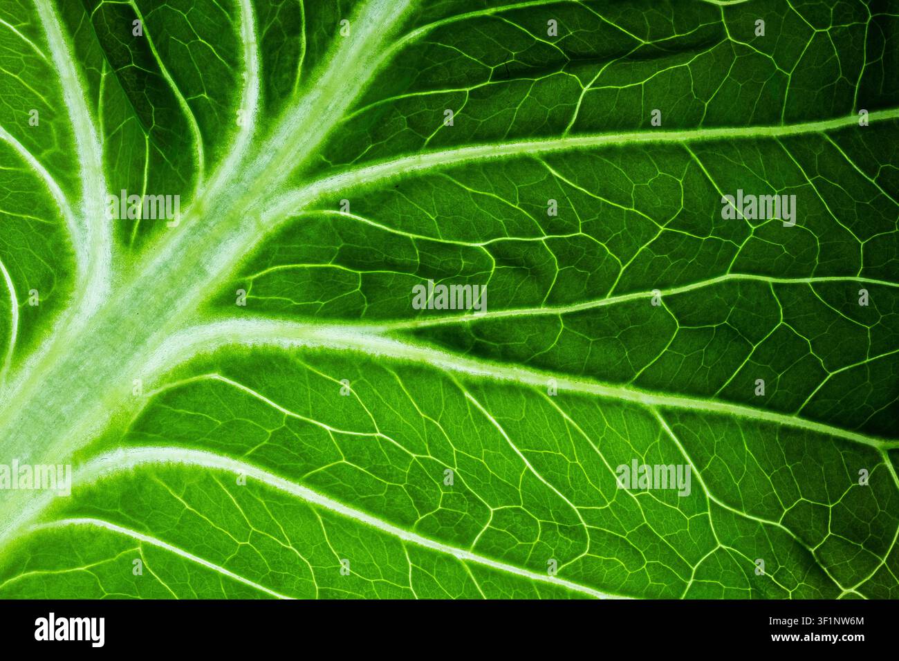 Vasca fogliare intricata con tessuto verde retroilluminato e vene bianche in evidenza, profondità ridotta Foto Stock
