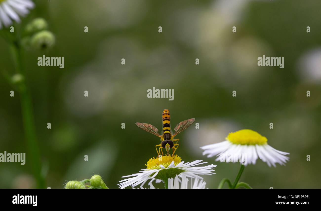 Un macroscatto di una mosca striata che impollina un fiore di margherita bianca in un prato verde lussureggiante, catturato con un bellissimo sfondo sfocato bokeh nel s Foto Stock