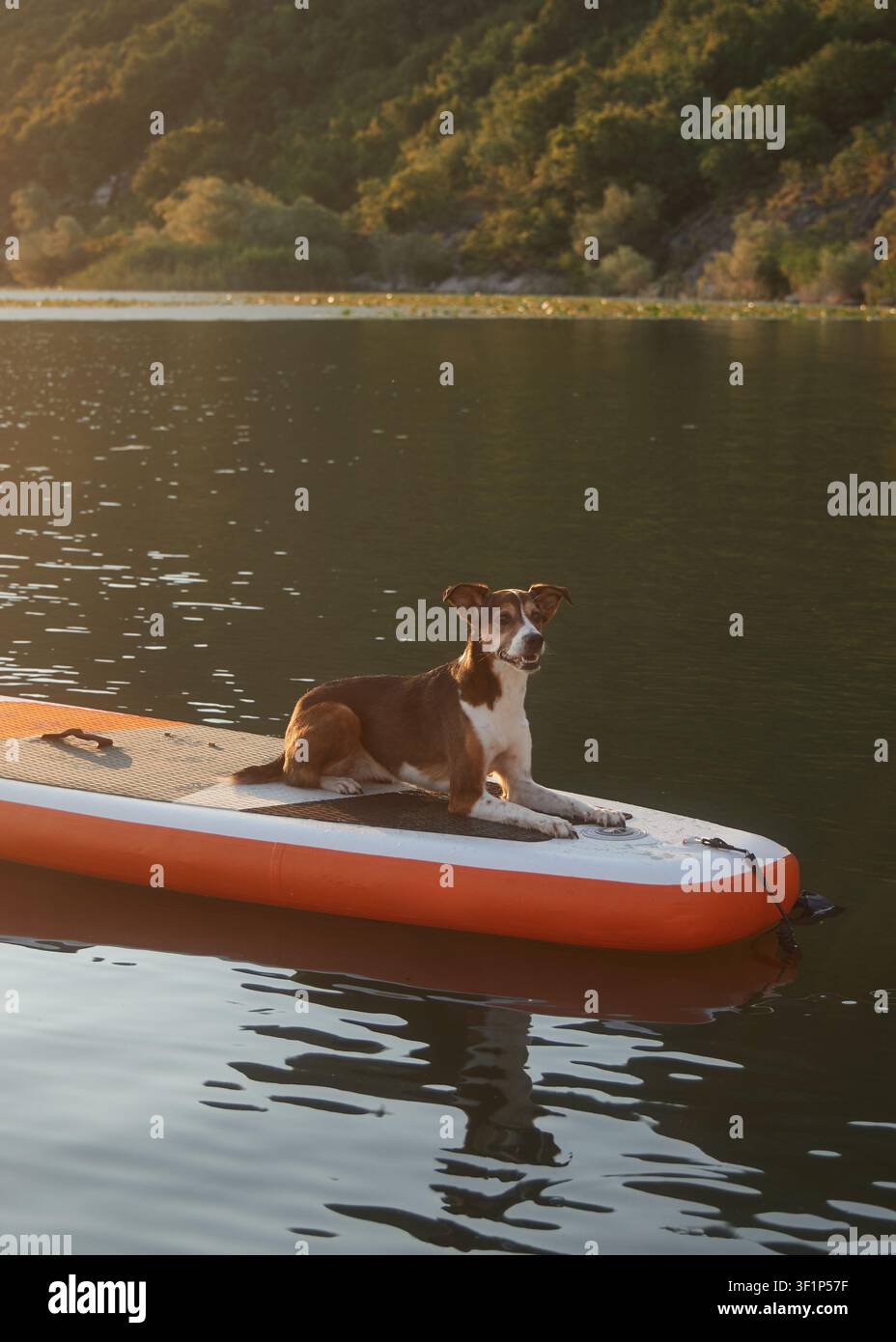Un cane si trova da solo su una tavola da remo che galleggia vicino alla riva. L'acqua riflette una luce calda e lo sfondo collinare. Foto Stock