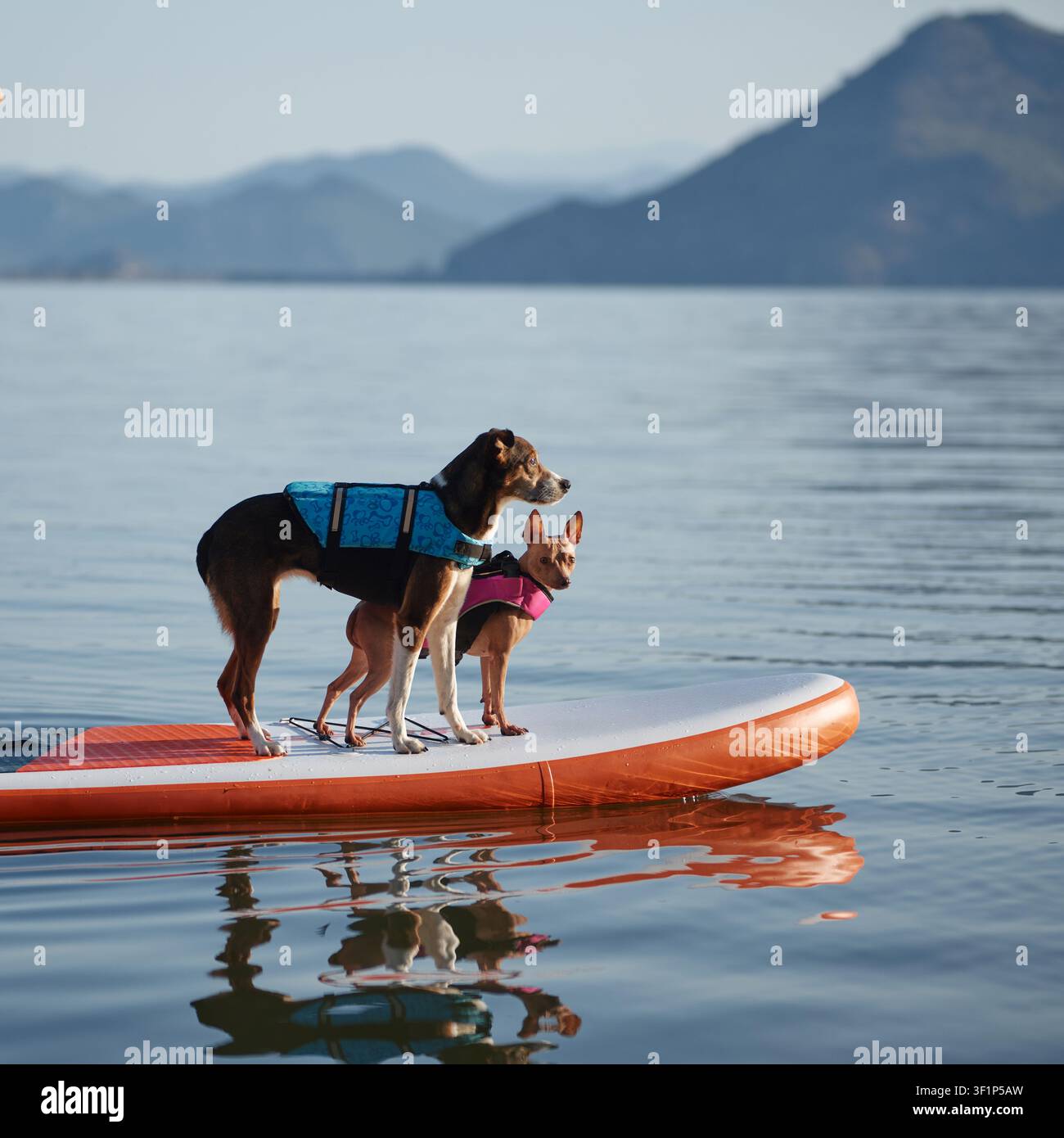 I cani indossano imbracature e guardano oltre l'acqua. Stanno su una tavola arancione con morbide increspature sotto. Foto Stock