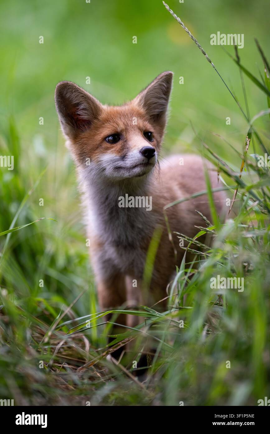 Giovane volpe rossa. Un cucciolo di volpe curioso si avventura a esplorare i dintorni, seguendo un sentiero ben battuto attraverso l'erba. Foto Stock