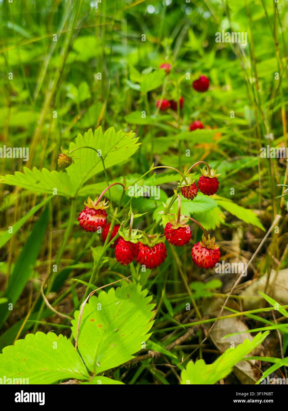 Prima vista di fragole selvatiche mature che crescono tra foglie verdi rigogliose in una foresta estiva. Bacche di bosco fresche nel loro habitat naturale Foto Stock