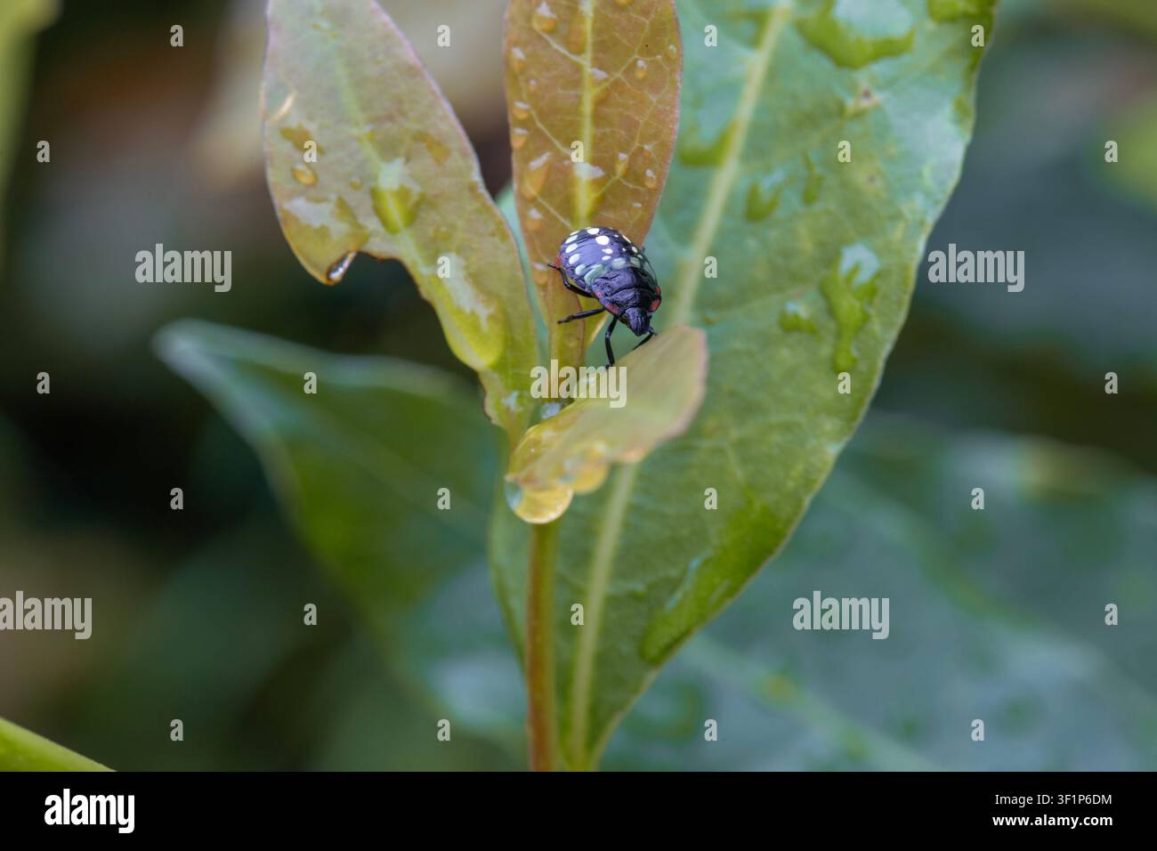 Un macroscatto di una ninfa di cimice verde del sud colorata su una foglia di alloro bagnata coperta di gocce di pioggia, catturata su uno sfondo verde naturale sfocato Foto Stock
