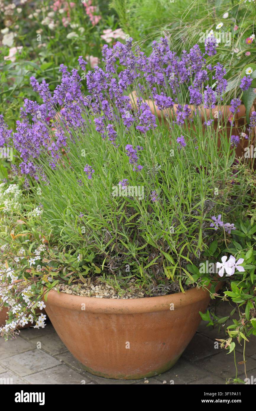 Lavanda che cresce in un contenitore. Lavanda inglese, Lavandula angustifolia, in fiore in un vaso in un giardino inglese. Regno Unito Foto Stock