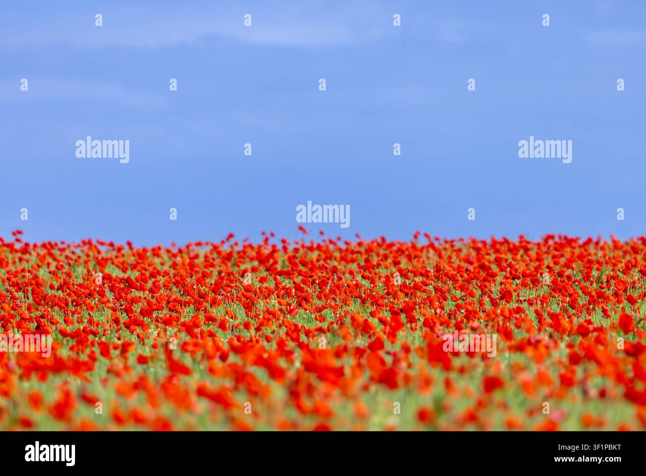 Papaveri comuni / papavero rosso / poppie di mais (Papaver rhoeas) che fioriscono nei prati / praterie mostrando gemme e fiori in primavera Foto Stock