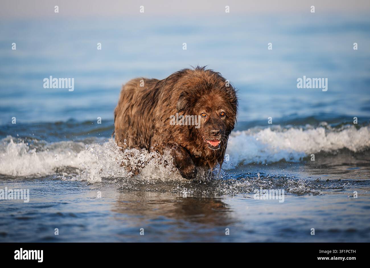 Cane Newfoundland marrone che corre tra le onde dell'oceano sulla spiaggia Foto Stock