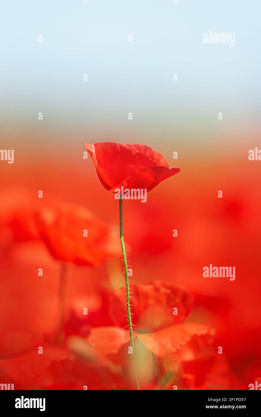 Unico fiore di papavero rosso in un campo in fiore con un morbido bokeh Foto Stock