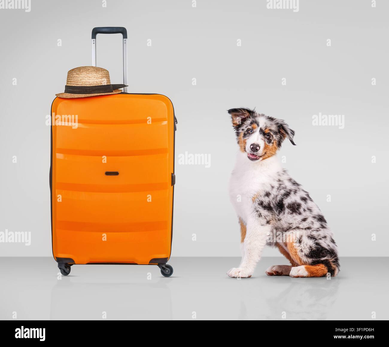 Cucciolo di Australian Shepherd seduto accanto a una valigia arancione Foto Stock