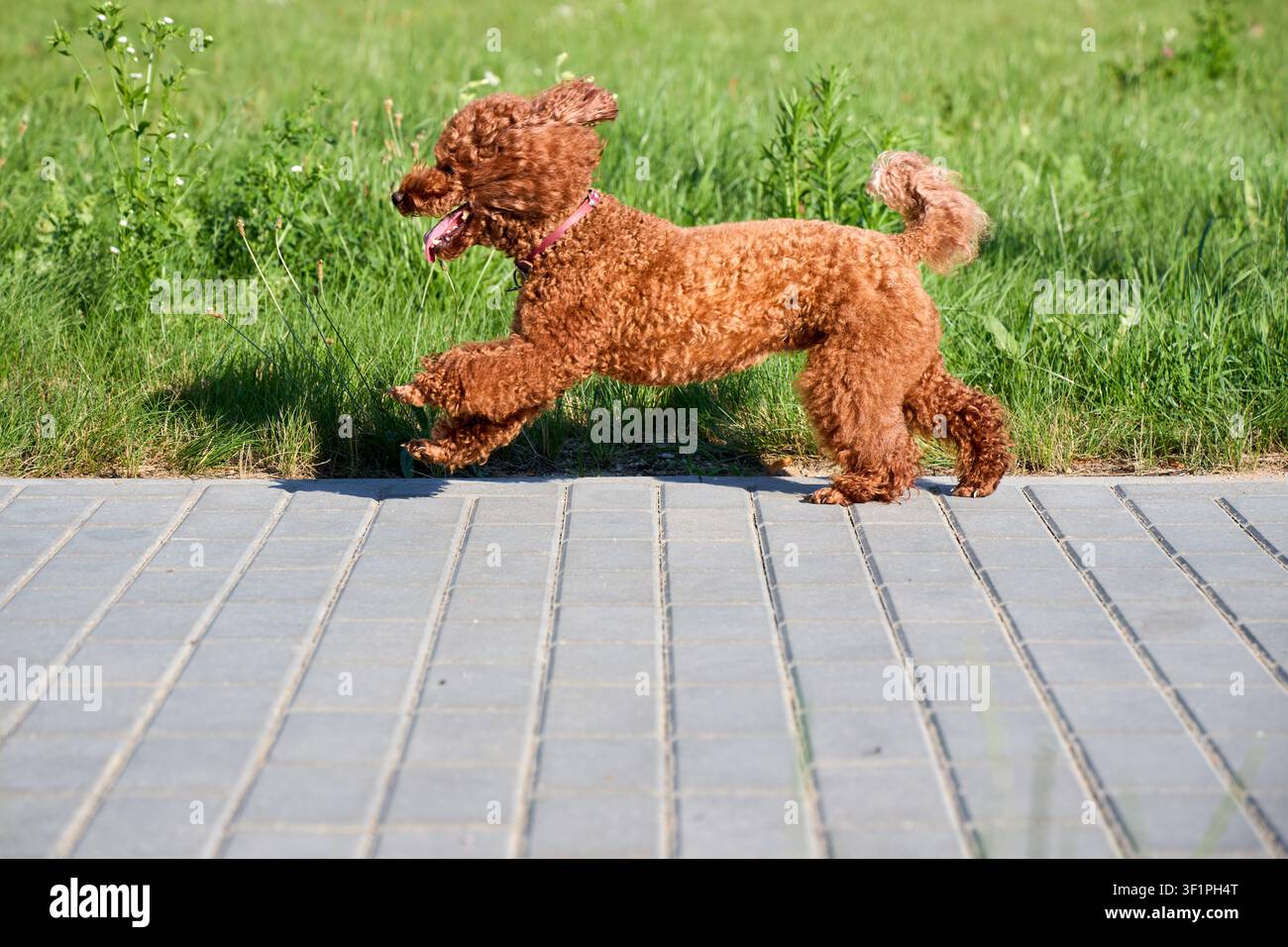 Pudle giocattolo rosso energico che corre veloce sul marciapiede vicino all'erba verde. Piccolo cane riccio in movimento durante una giornata soleggiata nel parco. Animale domestico di razza pura giocoso che si diverte Foto Stock