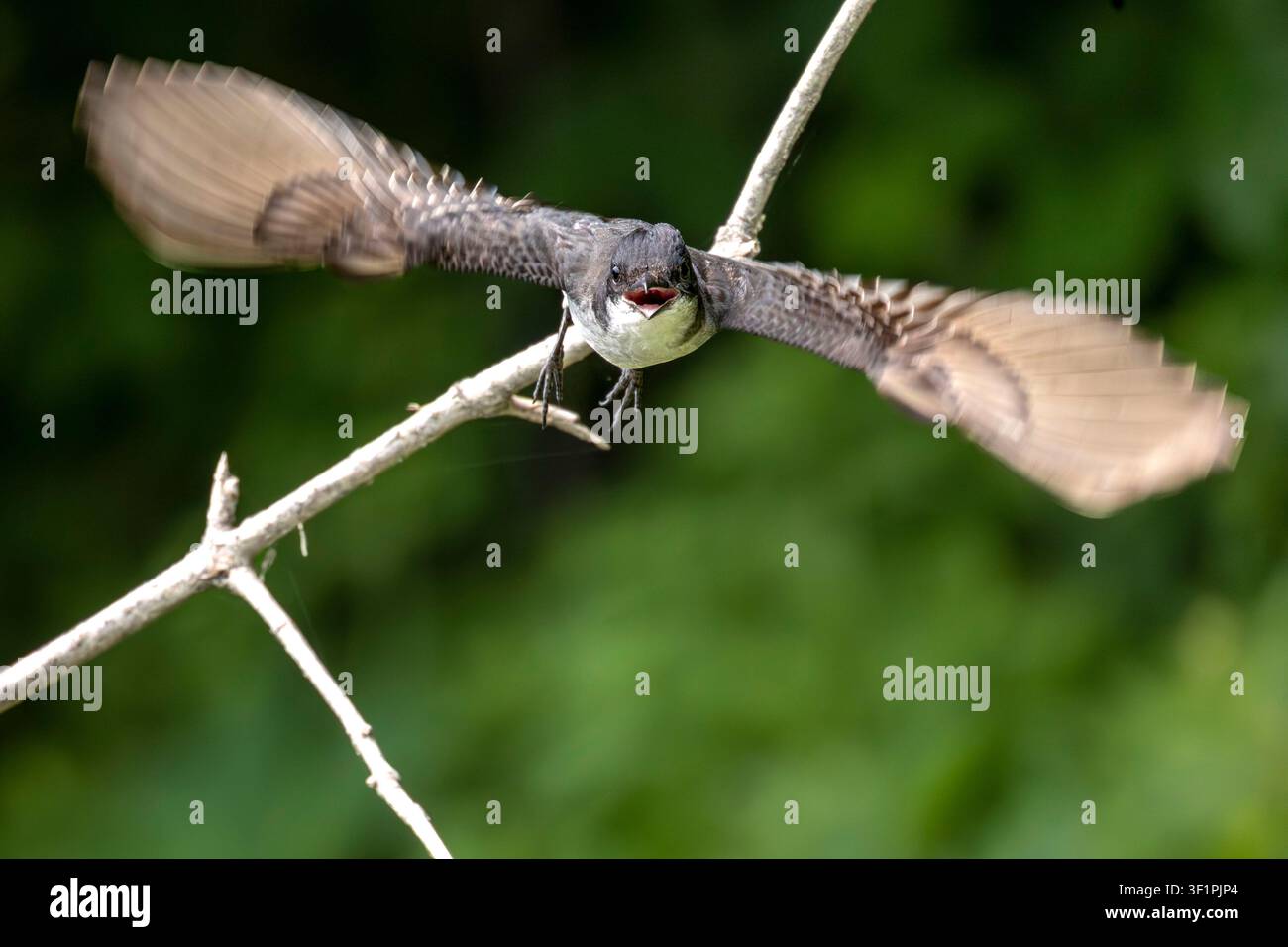 Un tiranno orientale (Tyrannus tyrannus) in volo a caccia di insetti sopra il fiume Rideau a Ottawa, Canada. Foto Stock