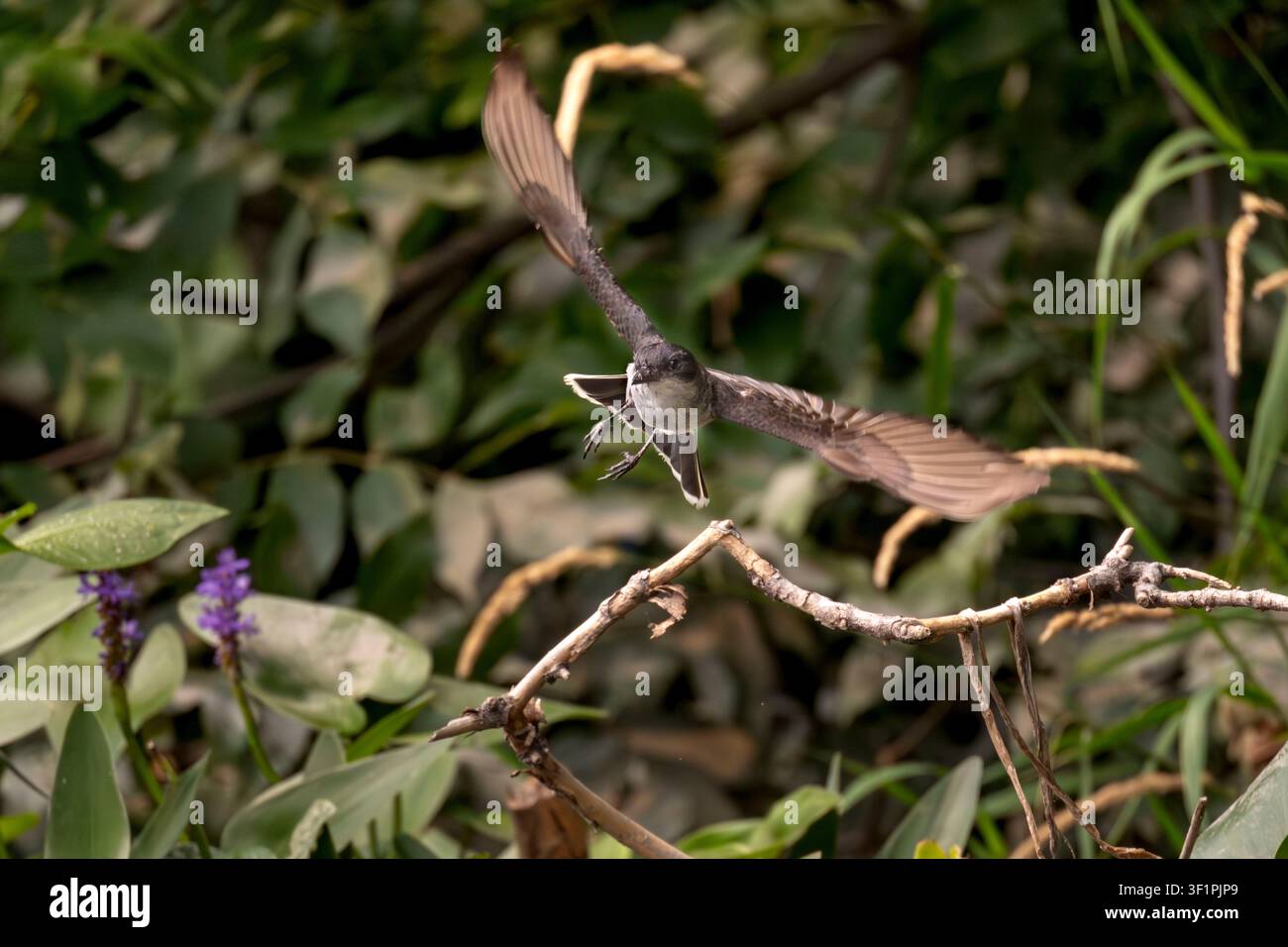 Un tiranno orientale (Tyrannus tyrannus) in volo a caccia di insetti sopra il fiume Rideau a Ottawa, Canada. Foto Stock