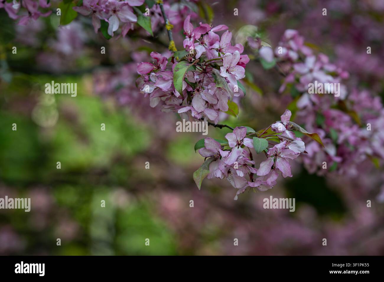 Malus ibrido "Professore August Vaga", melo ornamentale ricoperto di delicate fiori rosa. Rami fioriti in primavera con un morbido bokeh naturale. Foto Stock