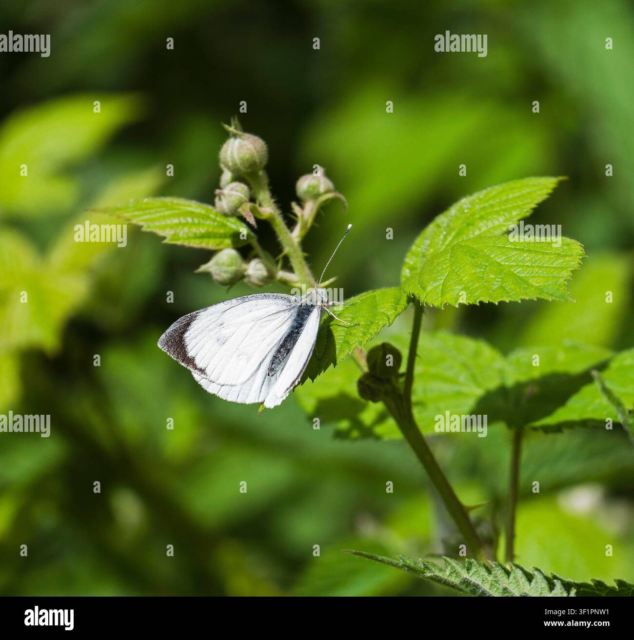 Farfalla bianca con venature verdi, pieris napi, maschio, in estate appollaiato su una foglia, Northumberland, Regno Unito Foto Stock