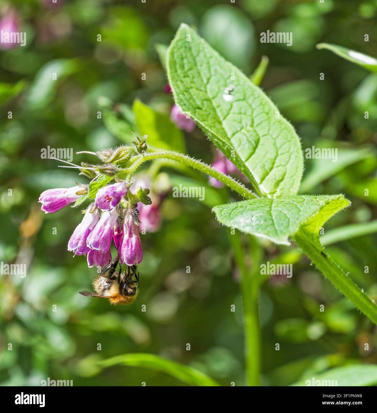 Bumblebee comune sul plantago comune, Bombus pascuorum e Symphytum officinale rispettivamente, Northumberland, Regno Unito. Foto Stock