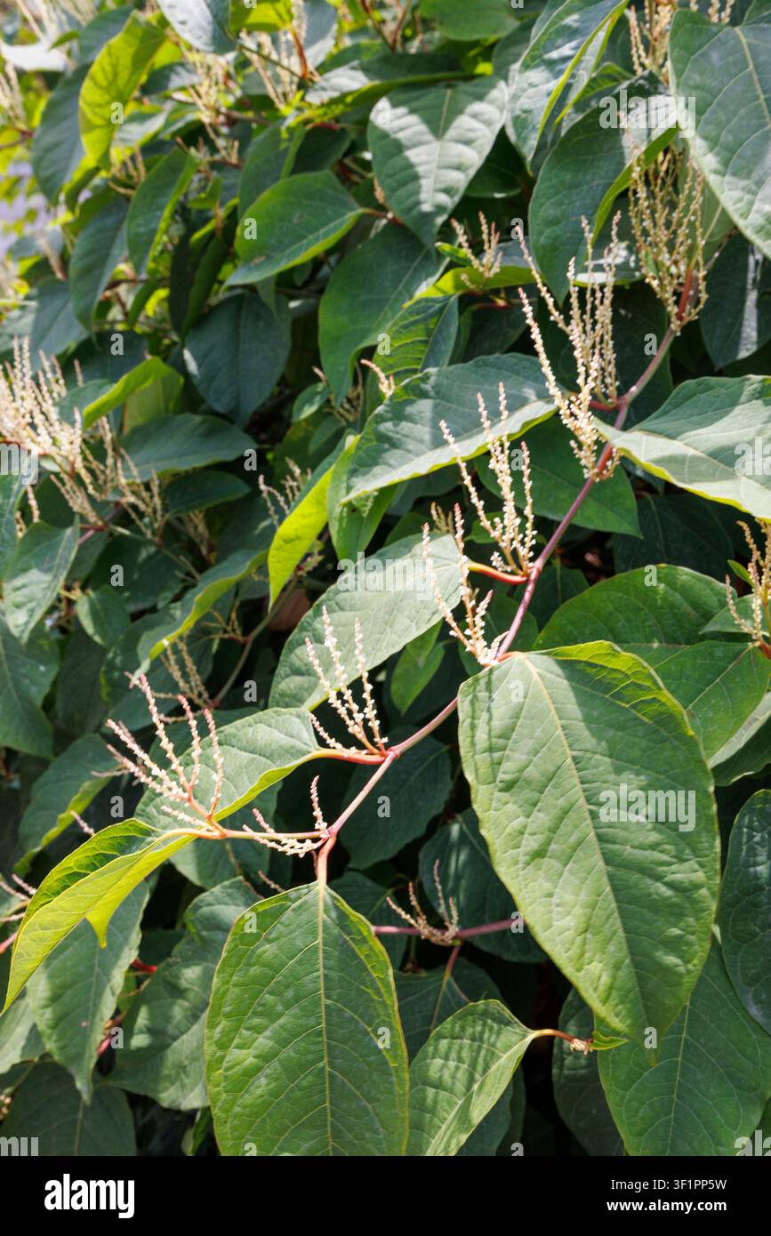 Pianta invasiva Renouria del Giappone (Fallopia japonica), Budapest, Ungheria Foto Stock
