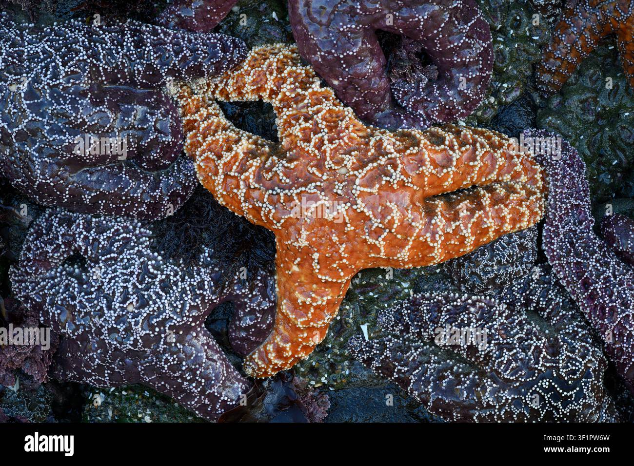 Stelle di mare ocra esposte dalle maree negative a Bandon Beach sulla costa meridionale dell'Oregon. Foto Stock