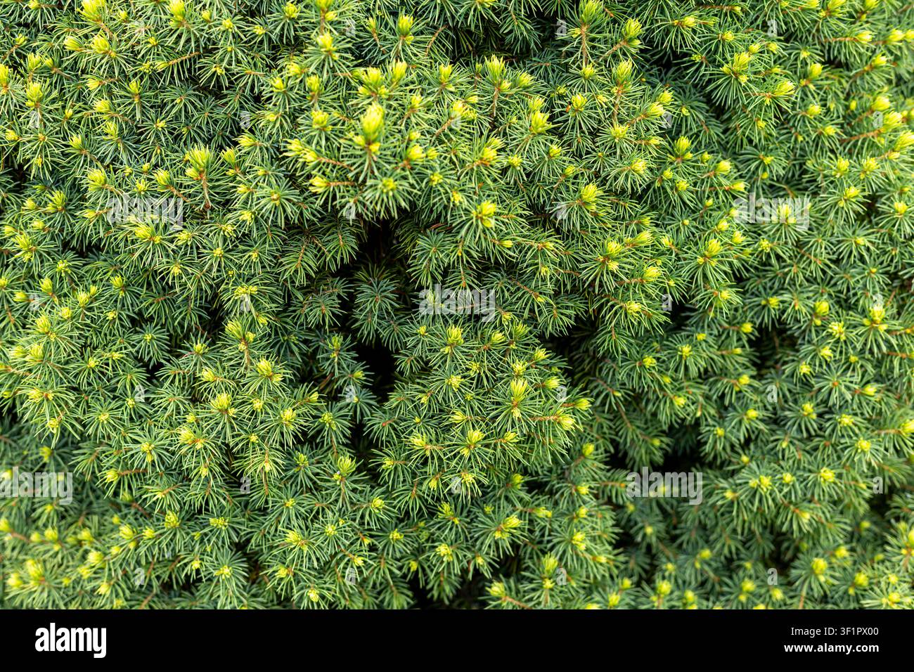Crescita primaverile fresca su una conifera sempreverde densa. Germogli giallo-verdi freschi emergono tra aghi blu-verdi densi su una conifera sempreverde. Foto Stock
