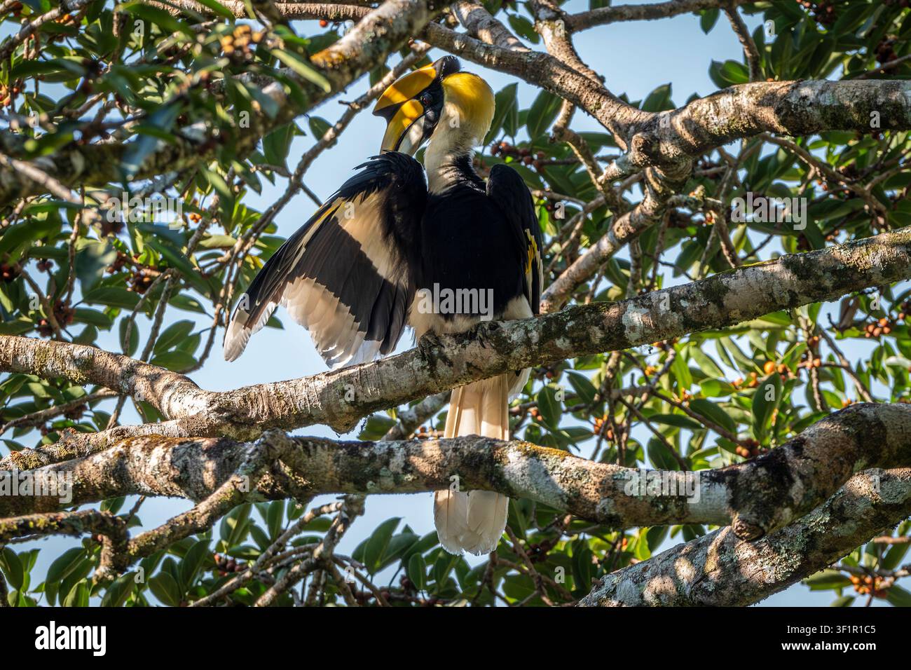 Un tacchino dalle corna che si pulisce, Parco nazionale di Kaeng Krachan, Thailandia Foto Stock
