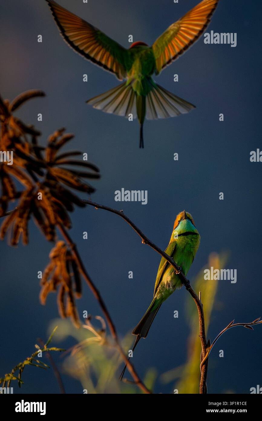 Beccaccini verdi asiatici, Thatorn, Thailandia Foto Stock