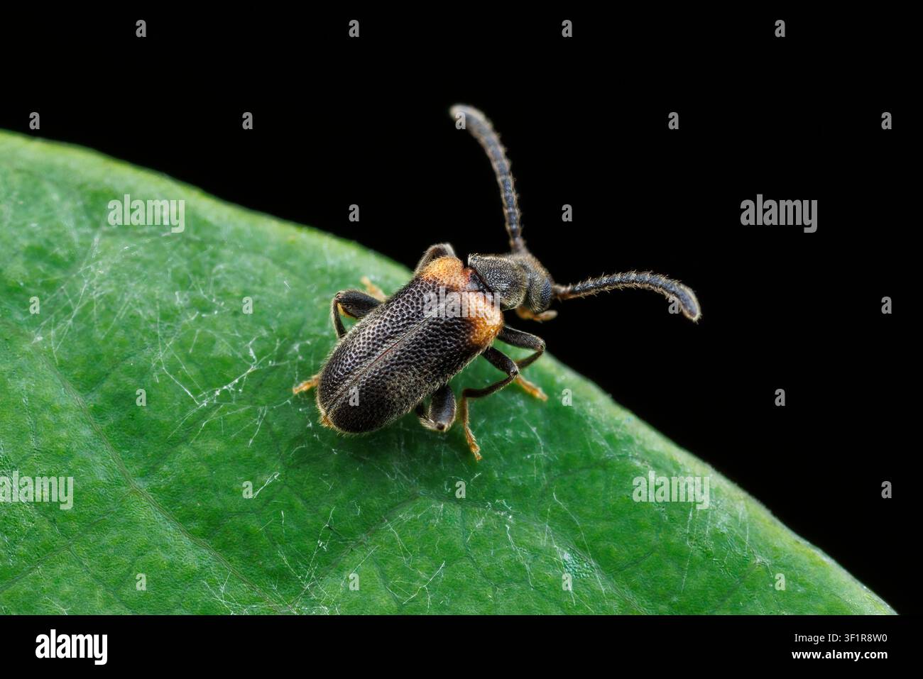 Elonus basalis, un coleottero simile a una formica (famiglia Aderidae) Foto Stock
