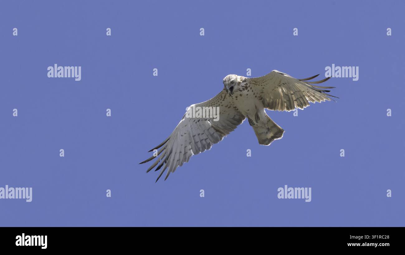 Aquila del serpente Foto Stock