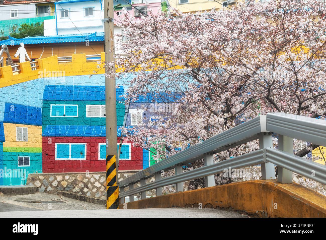 Albero di ciliegio in fiore accanto a un muro dipinto colorato e a un ponte pedonale giallo nel quartiere culturale di Gamcheon, Busan, Corea del Sud, durante la primavera Foto Stock