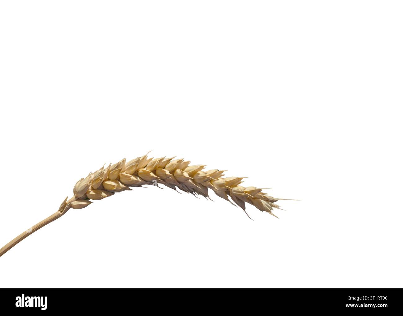 Una spiga di grano con capi di grano è mostrata su uno sfondo bianco semplice. Il focus è sui dettagli del grano e sulla struttura della spiga. Foto Stock
