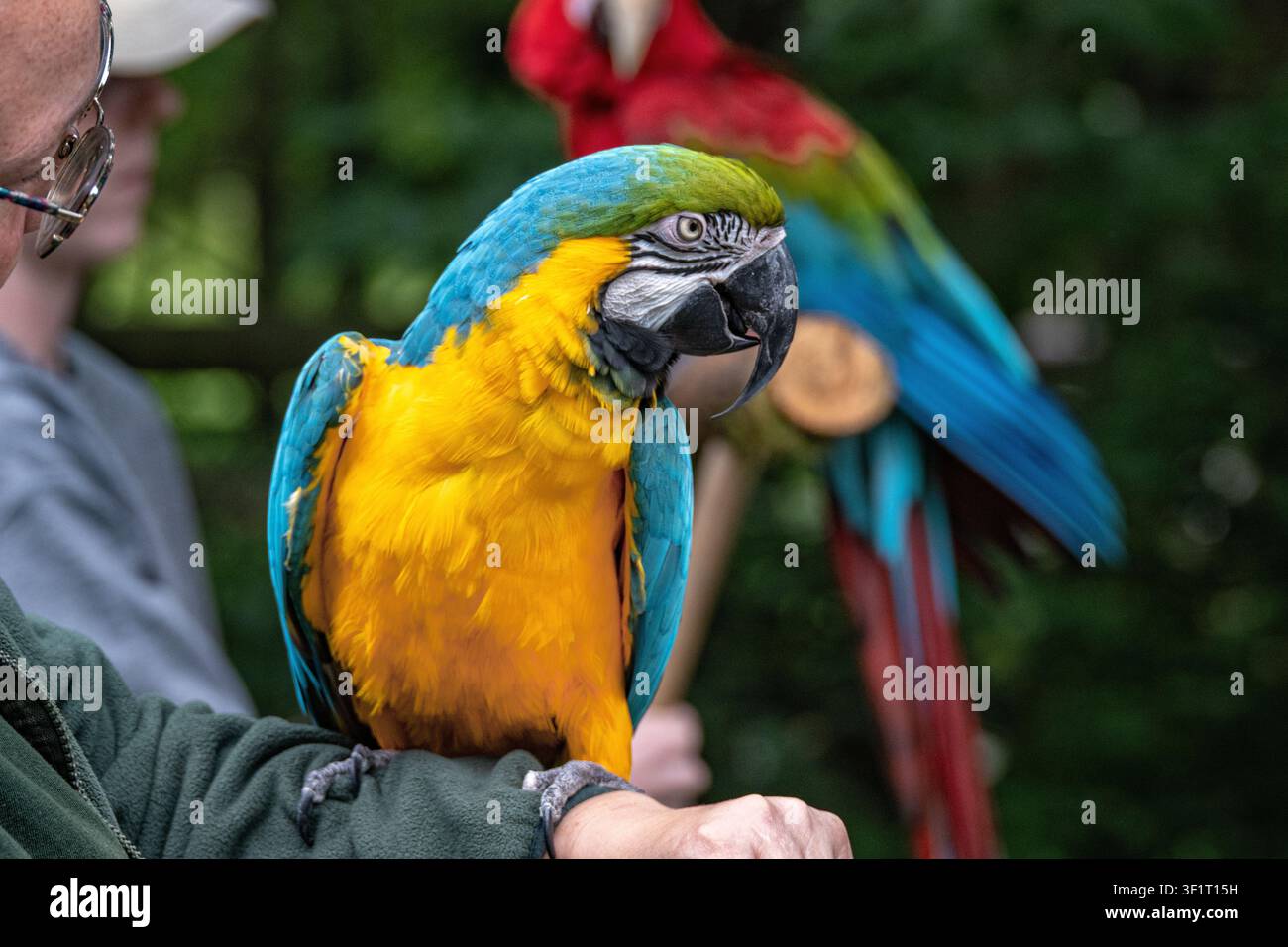 Psittaca blu e dorata appollaiata sul braccio del manovratore con un ara scarlatta in sfondo Foto Stock