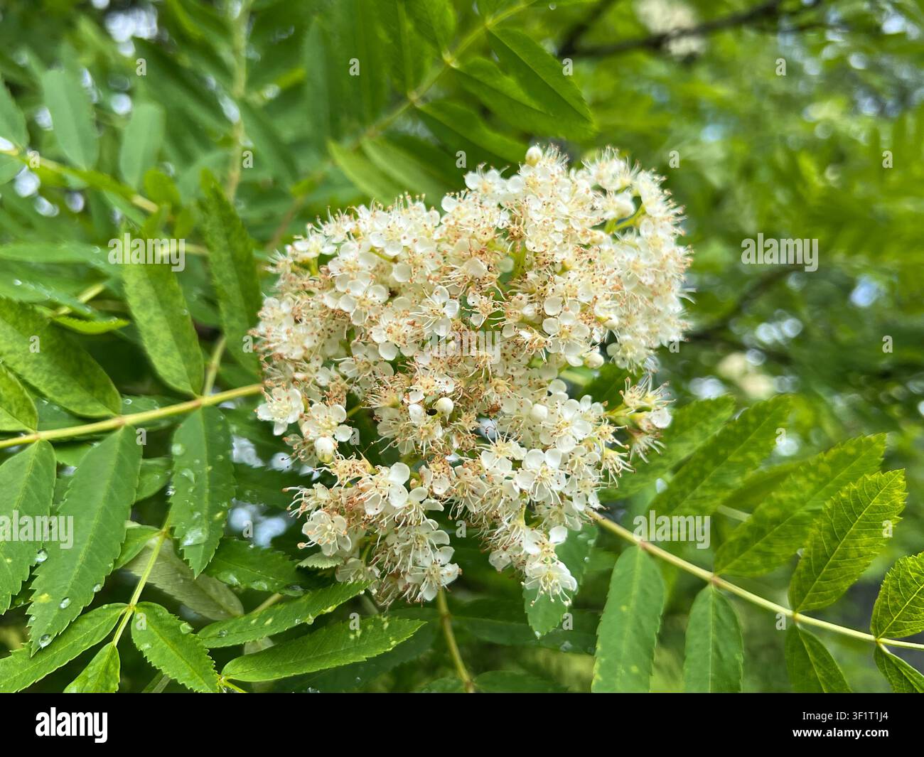 Grappoli di fiori bianchi di sorbo su un ramo con foglie verdi Foto Stock