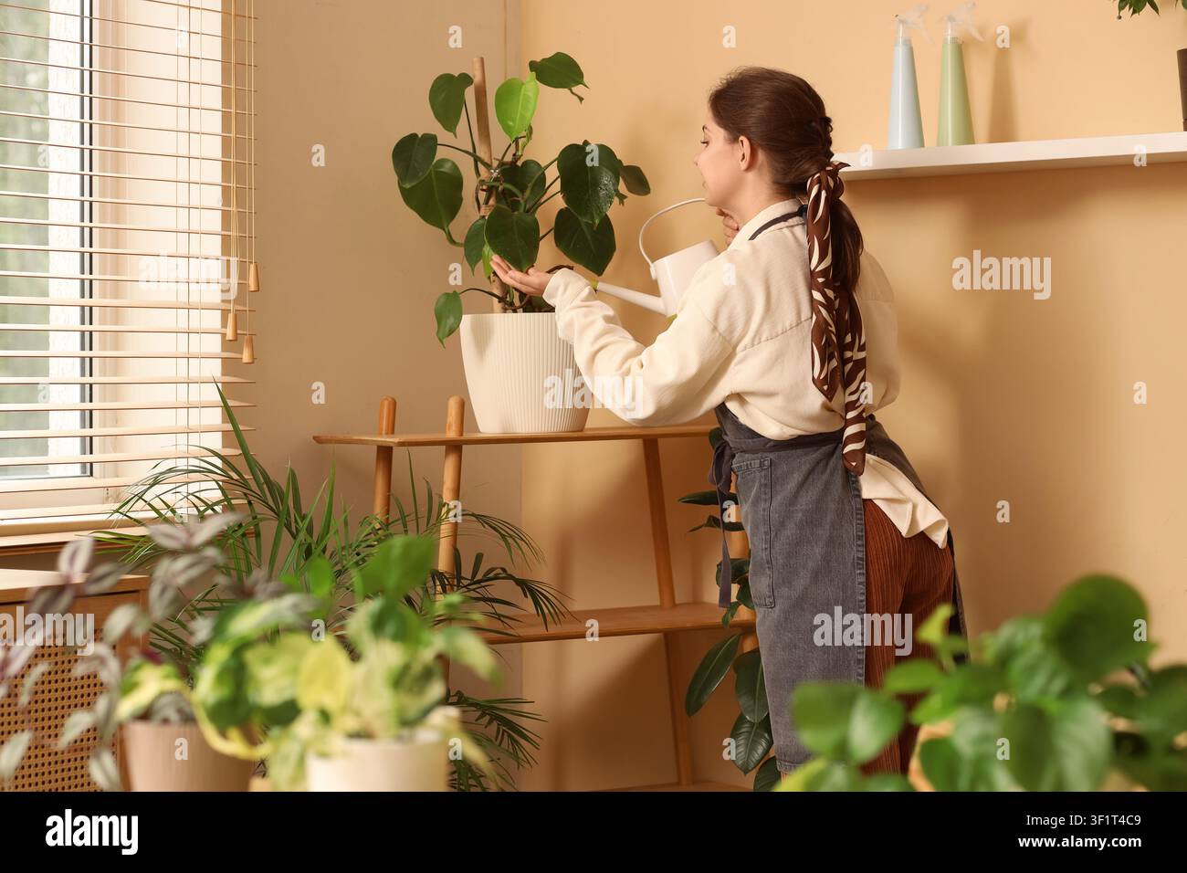 Giovane donna che irriga una pianta di monstera in un vaso bianco su una mensola di legno in un accogliente interno domestico Foto Stock